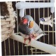 6 Stück Vogel Gemüse Obsthalter Kanarienkäfig Papageien Gemüseklammern Papageien Obstklammern Vogelkäfig Wellensittich Leckerlis Vogel Reisekäfig Vogelfutter 6 Stück Vogel Gemüse Obsthalter Kanarienkäfig Papageien Gemüseklammern Papageien Obstklammern Vogelkäfig Wellensittich Leckerlis Vogel Reisekäfig Vogelfutter