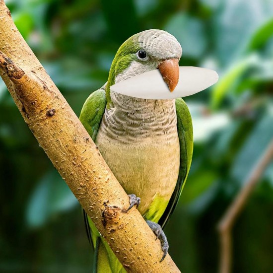 Bird Cuttle Bone, Natural Calcium Supplement, 4.72 x 2.36 in Nutritional Support, 4 Pieces Beak Sharpening Aid, Multi Birds Cuttles for Cockatiels, Parakeets, Conures, Budgies Bird Cuttle Bone, Natural Calcium Supplement, 4.72 x 2.36 in Nutritional Support, 4 Pieces Beak Sharpening Aid, Multi Birds Cuttles for Cockatiels, Parakeets, Conures, Budgies