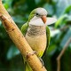 Bird Cuttle Bone, Natural Calcium Supplement, 4.72 x 2.36 in Nutritional Support, 4 Pieces Beak Sharpening Aid, Multi Birds Cuttles for Cockatiels, Parakeets, Conures, Budgies Bird Cuttle Bone, Natural Calcium Supplement, 4.72 x 2.36 in Nutritional Support, 4 Pieces Beak Sharpening Aid, Multi Birds Cuttles for Cockatiels, Parakeets, Conures, Budgies