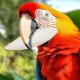 Bird Cuttle Bone, Natural Calcium Supplement, 4.72 x 2.36 in Nutritional Support, 4 Pieces Beak Sharpening Aid, Multi Birds Cuttles for Cockatiels, Parakeets, Conures, Budgies Bird Cuttle Bone, Natural Calcium Supplement, 4.72 x 2.36 in Nutritional Support, 4 Pieces Beak Sharpening Aid, Multi Birds Cuttles for Cockatiels, Parakeets, Conures, Budgies