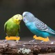 Küken Spreizbein Gehhilfeband - 12 Stück Baby Schiene Für Spreizbeine Bei Küken,Tiergesundheitsbedarf Für Geflügel & Ziervögel Küken Spreizbein Gehhilfeband - 12 Stück Baby Schiene Für Spreizbeine Bei Küken,Tiergesundheitsbedarf Für Geflügel & Ziervögel