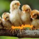 Kükenbein-Schienen Spreizer | 12 Stück Korrekturhilfen Für Spreizbeine - Tiergesundheitsbedarf Für Geflügel & Ziervögel Kükenbein-Schienen Spreizer | 12 Stück Korrekturhilfen Für Spreizbeine - Tiergesundheitsbedarf Für Geflügel & Ziervögel
