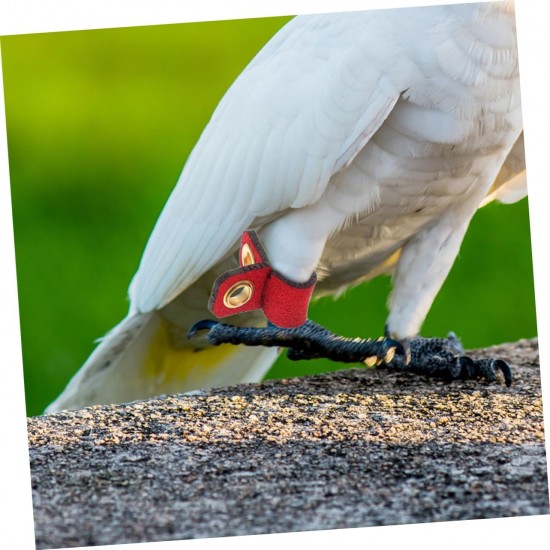 Levemolo Pack of 4 Bird Legs Rings for Parrots, Adjustable and Comfortable Foot Rings Made of Durable for Identification of Pets, Birds, Various Levemolo Pack of 4 Bird Legs Rings for Parrots, Adjustable and Comfortable Foot Rings Made of Durable for Identification of Pets, Birds, Various