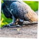 Levemolo Pack of 4 Bird Legs Rings for Parrots, Adjustable and Comfortable Foot Rings Made of Durable for Identification of Pets, Birds, Various Levemolo Pack of 4 Bird Legs Rings for Parrots, Adjustable and Comfortable Foot Rings Made of Durable for Identification of Pets, Birds, Various
