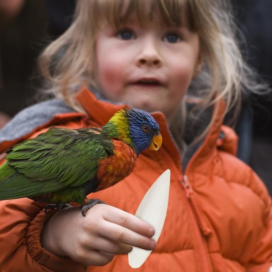 Sepiaschale Für Vögel - Natürliches Kalzium Für Papageien Und Ziervögel,Nahrungsergänzung Für Ziervögel Wie Sperlingspapageien Aras Sittiche Nymphensittiche Sepiaschale Für Vögel - Natürliches Kalzium Für Papageien Und Ziervögel,Nahrungsergänzung Für Ziervögel Wie Sperlingspapageien Aras Sittiche Nymphensittiche