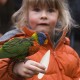 Sepiaschale Für Vögel - Natürliches Kalzium Für Papageien Und Ziervögel,Nahrungsergänzung Für Ziervögel Wie Sperlingspapageien Aras Sittiche Nymphensittiche Sepiaschale Für Vögel - Natürliches Kalzium Für Papageien Und Ziervögel,Nahrungsergänzung Für Ziervögel Wie Sperlingspapageien Aras Sittiche Nymphensittiche