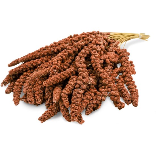 JR FARM Birds Foxtail Millet Red 1 kg JR FARM Birds Foxtail Millet Red 1 kg
