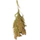JR FARM Birds Panicle Millet 100 g JR FARM Birds Panicle Millet 100 g
