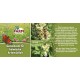 JR FARM Birds Panicle Millet 100 g JR FARM Birds Panicle Millet 100 g