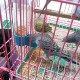 2 Stück Hängende Vogelwasserflasche, Automatischer Vogelwasserspender, Futterspender Vogel Wasserspender, Hängende Vogeltränke, Vogelkäfig-Wasserspender, für Papageien, Wellensittiche 2 Stück Hängende Vogelwasserflasche, Automatischer Vogelwasserspender, Futterspender Vogel Wasserspender, Hängende Vogeltränke, Vogelkäfig-Wasserspender, für Papageien, Wellensittiche