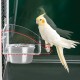 DGMI Transparent Bird Feeder Budgie Automatic Bird Feeder Stainless Steel Double Bird Bowls with Non-Slip Stand for Budgies, Canaries, Nymphensittic DGMI Transparent Bird Feeder Budgie Automatic Bird Feeder Stainless Steel Double Bird Bowls with Non-Slip Stand for Budgies, Canaries, Nymphensittic