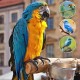 Pack of 2 Bird Feeding Bowls for Hanging, Stainless Steel Bowl with Holder, Bird Feeder Bowl, Stainless Steel Parrots Feeding Cup, for Birds, Parrots, Water Feeding Bowl