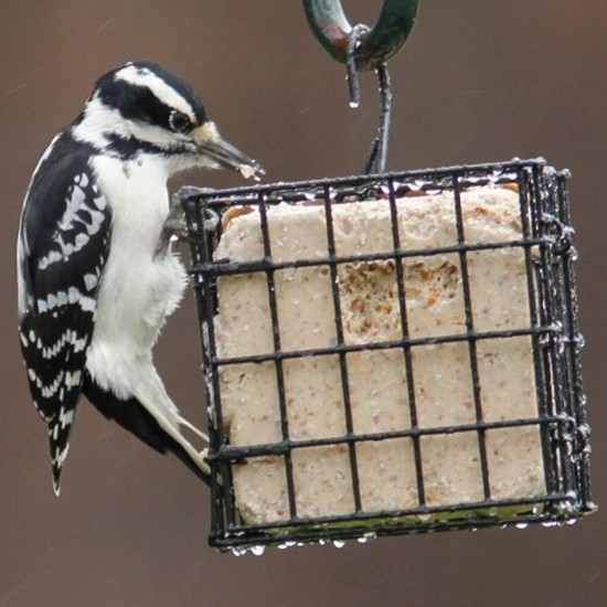 Stokes Select Four Cake Suet Buffet Bird Feeder with Metal Roof, Four Suet Capacity Stokes Select Four Cake Suet Buffet Bird Feeder with Metal Roof, Four Suet Capacity