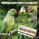 Sxutop Pack of 4 Plastic Feeding Bowls Birds Bird Bowl for Hanging Feeding Bowl Bird Cage Long Bird Feeder with Compartment and Hook for Parakeets Parrots Budgies Turtle Doves (White) Sxutop Pack of 4 Plastic Feeding Bowls Birds Bird Bowl for Hanging Feeding Bowl Bird Cage Long Bird Feeder with Compartment and Hook for Parakeets Parrots Budgies Turtle Doves (White)