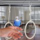 Relaxdays Bird Swing Set of 2, Climbing Bird, 15 cm, Budgie Rings, Bird Toy with Carabiner, Natural Relaxdays Bird Swing Set of 2, Climbing Bird, 15 cm, Budgie Rings, Bird Toy with Carabiner, Natural