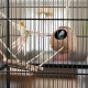 Relaxdays Bird Toy, Wooden Ladder, Coconut Shell, Bird Cage Accessories for Budgies, Canaries, Bird Nest, Natural Relaxdays Bird Toy, Wooden Ladder, Coconut Shell, Bird Cage Accessories for Budgies, Canaries, Bird Nest, Natural