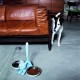 A Di Alessi Tigrito Cat Bowl in 18/10 Stainless Steel and Thermoplastic Resin, Black A Di Alessi Tigrito Cat Bowl in 18/10 Stainless Steel and Thermoplastic Resin, Black