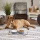 Bone Dry, Pet Bowl, Removable Silicone Ring, Non-Slip Base, Safe Feeding, Less Mess, Microwave and Dishwasher Safe, Single Bowl, Small Set, 4.25 x 2 Inch, Grey, Pack of 2 Bone Dry, Pet Bowl, Removable Silicone Ring, Non-Slip Base, Safe Feeding, Less Mess, Microwave and Dishwasher Safe, Single Bowl, Small Set, 4.25 x 2 Inch, Grey, Pack of 2