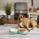 Bone Dry, Pet Bowl, Removable Silicone Ring, Non-Slip Base, Safe Feeding, Less Mess, Microwave and Dishwasher Safe, Single Bowl, Small Set, 4.25 x 2 Inch, Grey, Pack of 2 Bone Dry, Pet Bowl, Removable Silicone Ring, Non-Slip Base, Safe Feeding, Less Mess, Microwave and Dishwasher Safe, Single Bowl, Small Set, 4.25 x 2 Inch, Grey, Pack of 2