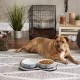 Bone Dry, Pet Bowl, Removable Silicone Ring, Non-Slip Base, Safe Feeding, Less Mess, Microwave and Dishwasher Safe, Single Bowl, Small Set, 4.25 x 2 Inch, Grey, Pack of 2 Bone Dry, Pet Bowl, Removable Silicone Ring, Non-Slip Base, Safe Feeding, Less Mess, Microwave and Dishwasher Safe, Single Bowl, Small Set, 4.25 x 2 Inch, Grey, Pack of 2