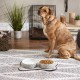 Bone Dry, Pet Bowl, Removable Silicone Ring, Non-Slip Base, Safe Feeding, Less Mess, Microwave and Dishwasher Safe, Single Bowl, Small Set, 4.25 x 2 Inch, Grey, Pack of 2 Bone Dry, Pet Bowl, Removable Silicone Ring, Non-Slip Base, Safe Feeding, Less Mess, Microwave and Dishwasher Safe, Single Bowl, Small Set, 4.25 x 2 Inch, Grey, Pack of 2