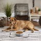 Bone Dry, Pet Bowl, Removable Silicone Ring, Non-Slip Base, Safe Feeding, Less Mess, Microwave and Dishwasher Safe, Single Bowl, Small Set, 4.25 x 2 Inch, Grey, Pack of 2 Bone Dry, Pet Bowl, Removable Silicone Ring, Non-Slip Base, Safe Feeding, Less Mess, Microwave and Dishwasher Safe, Single Bowl, Small Set, 4.25 x 2 Inch, Grey, Pack of 2