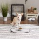 Bone Dry, Pet Bowl, Removable Silicone Ring, Non-Slip Base, Safe Feeding, Less Mess, Microwave and Dishwasher Safe, Single Bowl, Small Set, 4.25 x 2 Inch, Grey, Pack of 2 Bone Dry, Pet Bowl, Removable Silicone Ring, Non-Slip Base, Safe Feeding, Less Mess, Microwave and Dishwasher Safe, Single Bowl, Small Set, 4.25 x 2 Inch, Grey, Pack of 2