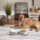 Bone Dry, Pet Bowl, Removable Silicone Ring, Non-Slip Base, Safe Feeding, Less Mess, Microwave and Dishwasher Safe, Single Bowl, Small Set, 4.25 x 2 Inch, Grey, Pack of 2 Bone Dry, Pet Bowl, Removable Silicone Ring, Non-Slip Base, Safe Feeding, Less Mess, Microwave and Dishwasher Safe, Single Bowl, Small Set, 4.25 x 2 Inch, Grey, Pack of 2