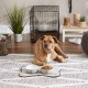 Bone Dry, Pet Bowl, Removable Silicone Ring, Non-Slip Base, Safe Feeding, Less Mess, Microwave and Dishwasher Safe, Single Bowl, Small Set, 4.25 x 2 Inch, Grey, Pack of 2 Bone Dry, Pet Bowl, Removable Silicone Ring, Non-Slip Base, Safe Feeding, Less Mess, Microwave and Dishwasher Safe, Single Bowl, Small Set, 4.25 x 2 Inch, Grey, Pack of 2
