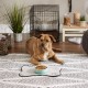 Bone Dry, Pet Bowl, Removable Silicone Ring, Non-Slip Base, Safe Feeding, Less Mess, Microwave and Dishwasher Safe, Single Bowl, Small Set, 4.25 x 2 Inch, Grey, Pack of 2 Bone Dry, Pet Bowl, Removable Silicone Ring, Non-Slip Base, Safe Feeding, Less Mess, Microwave and Dishwasher Safe, Single Bowl, Small Set, 4.25 x 2 Inch, Grey, Pack of 2