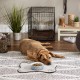 Bone Dry, Pet Bowl, Removable Silicone Ring, Non-Slip Base, Safe Feeding, Less Mess, Microwave and Dishwasher Safe, Single Bowl, Small Set, 4.25 x 2 Inch, Grey, Pack of 2 Bone Dry, Pet Bowl, Removable Silicone Ring, Non-Slip Base, Safe Feeding, Less Mess, Microwave and Dishwasher Safe, Single Bowl, Small Set, 4.25 x 2 Inch, Grey, Pack of 2