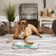 Bone Dry, Pet Bowl, Removable Silicone Ring, Non-Slip Base, Safe Feeding, Less Mess, Microwave and Dishwasher Safe, Single Bowl, Small Set, 4.25 x 2 Inch, Grey, Pack of 2 Bone Dry, Pet Bowl, Removable Silicone Ring, Non-Slip Base, Safe Feeding, Less Mess, Microwave and Dishwasher Safe, Single Bowl, Small Set, 4.25 x 2 Inch, Grey, Pack of 2