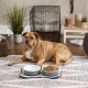 Bone Dry, Pet Bowl, Removable Silicone Ring, Non-Slip Base, Safe Feeding, Less Mess, Microwave and Dishwasher Safe, Single Bowl, Small Set, 4.25 x 2 Inch, Grey, Pack of 2 Bone Dry, Pet Bowl, Removable Silicone Ring, Non-Slip Base, Safe Feeding, Less Mess, Microwave and Dishwasher Safe, Single Bowl, Small Set, 4.25 x 2 Inch, Grey, Pack of 2