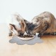 Bowl Mat Cat Dog Food Mats Silicone Placemats Pets Non-Slip Mat for Dogs Cats Bowl Mat Cat Dog Food Mats Silicone Placemats Pets Non-Slip Mat for Dogs Cats