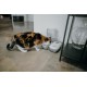 Cat Mate C200 2 Meal Automatic Feeder with Timer and Ice Pack for Cats and Small Dogs for Wet and Dry Food, White Cat Mate C200 2 Meal Automatic Feeder with Timer and Ice Pack for Cats and Small Dogs for Wet and Dry Food, White