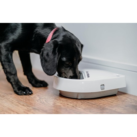 Cat Mate C300 Automatic 3 Meal Feeder, with Digital Timer for Cats and Small Dogs Cat Mate C300 Automatic 3 Meal Feeder, with Digital Timer for Cats and Small Dogs