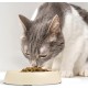 CatGuru Cat Bowls, Whiskers, Stress Free Cat Food Bowl, Relieves Whiskers Fatigue, Wide Cat Bowl, Flat Cat Bowl, Cat Feeding & Watering Supplies (Set of 2) Stainless Steel CatGuru Cat Bowls, Whiskers, Stress Free Cat Food Bowl, Relieves Whiskers Fatigue, Wide Cat Bowl, Flat Cat Bowl, Cat Feeding & Watering Supplies (Set of 2) Stainless Steel