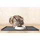CatGuru Cat Bowls, Whiskers, Stress Free Cat Food Bowl, Relieves Whiskers Fatigue, Wide Cat Bowl, Flat Cat Bowl, Cat Feeding & Watering Supplies (Set of 2) Stainless Steel CatGuru Cat Bowls, Whiskers, Stress Free Cat Food Bowl, Relieves Whiskers Fatigue, Wide Cat Bowl, Flat Cat Bowl, Cat Feeding & Watering Supplies (Set of 2) Stainless Steel