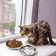 DEAYOU Cat Bowls Stainless Steel 7.7 Inch Metal Cat Food and Water Bowl 16 oz Simple Pet Bowl for Kitten Puppy Wide Flat Replacement Dog Bowl Raised Stand