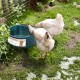 ENJOYING Heated Water Bowl, 2.2 L, Heated Drinking Trough for Rabbits, Dogs, Cats, Cold Day, Heated Chicken Drinker, Heated Water Bowl with Anti-Bite Power Line, Prevent Freezing ENJOYING Heated Water Bowl, 2.2 L, Heated Drinking Trough for Rabbits, Dogs, Cats, Cold Day, Heated Chicken Drinker, Heated Water Bowl with Anti-Bite Power Line, Prevent Freezing