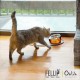 Felli Pet Whisker Fatigue Relief Angled Cat Wet Food Bowl Stainless Steel Flat Bowl Tilted Anti-Vomiting Measuring Free Oblique Wide Plate Raised Glass Acrylic for Small Dogs (0.5 Cups) Felli Pet Whisker Fatigue Relief Angled Cat Wet Food Bowl Stainless Steel Flat Bowl Tilted Anti-Vomiting Measuring Free Oblique Wide Plate Raised Glass Acrylic for Small Dogs (0.5 Cups)