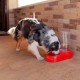 Ferplast Food or Water Dispenser for Dogs and Cats, Dry Food Dispenser, Water, Durable Plastic, Non Slip Base, Blue