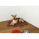 KINGCOO Dog Mat Pad, Cat Litter Tray Mattress, Pet Place Mat, Table Mat for Dogs and Cats, 30 x 40 cm, Small Elastic PVC Paw Design (Grey) KINGCOO Dog Mat Pad, Cat Litter Tray Mattress, Pet Place Mat, Table Mat for Dogs and Cats, 30 x 40 cm, Small Elastic PVC Paw Design (Grey)
