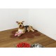 KINGCOO Dog Mat Pad, Cat Litter Tray Mattress, Pet Place Mat, Table Mat for Dogs and Cats, 30 x 40 cm, Small Elastic PVC Paw Design (Red) KINGCOO Dog Mat Pad, Cat Litter Tray Mattress, Pet Place Mat, Table Mat for Dogs and Cats, 30 x 40 cm, Small Elastic PVC Paw Design (Red)