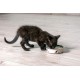 Karlie Cat Bowl Bella, 160 ml, Diameter-10 cm, Light Pink Karlie Cat Bowl Bella, 160 ml, Diameter-10 cm, Light Pink