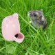 Lgel Ceramic Water Bottle, Hamster Water Bottle, Ceramic White, Automatic Water Dispenser Hamster Ceramic, Hamster Water Bottle, Ceramic, Mute for Hedgehog, Rabbit, Totoro, Cat, 300 ml