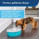 PetSafe Drinkwell Butterfly Drinking Fountain for Cats and Small Dogs, BPA-Free Plastic, 1.5 Litre Water Capacity, Blue PetSafe Drinkwell Butterfly Drinking Fountain for Cats and Small Dogs, BPA-Free Plastic, 1.5 Litre Water Capacity, Blue