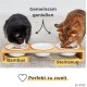 PiuPet Set of 3 Ceramic Cat Bowls with Bamboo Bowl Raiser 250 ml PiuPet Set of 3 Ceramic Cat Bowls with Bamboo Bowl Raiser 250 ml
