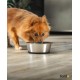 Stainless Steel Food Bowl, 600ml, Food Grade Dog Bowl with Non-Slip Silicone Base, Rustproof Water Bowl for Dogs and Cats, Dishwasher Safe Stainless Steel Food Bowl, 600ml, Food Grade Dog Bowl with Non-Slip Silicone Base, Rustproof Water Bowl for Dogs and Cats, Dishwasher Safe