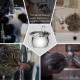 TOMXCUTE Drinking Fountain for Cats 3.2 L Stainless Steel Cat Fountain Waterfall for Cats Small Dogs Tap Design Dishwasher Safe with 1 Sponge and 3 Carbon Filters